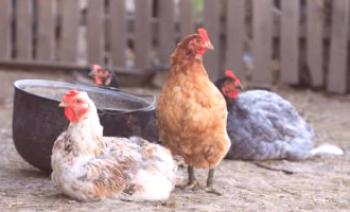 Kuřata jsou sípání, kýchání a kašlání: co s nimi zacházet?