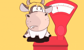 Как да разберете колко бик тежи без тежести по различни начини
