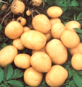 Péče a pěstování brambor v zemi v různých podmínkách