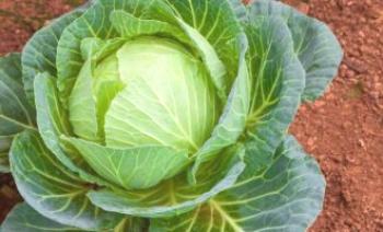 Cabbage Belarusian: popis odrůdy, fotky a recenze
