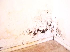 Как да се справим с мухъл, плесен и гъбички по стените на апартамента, премахвайки средствата